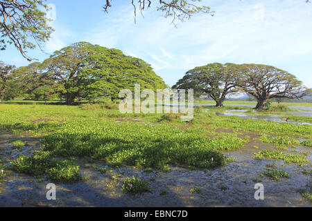 Waterhyacinth, gemeinsame Wasserhyazinthe (Eichhornia Crassipes), See mit Waterhyacinths in Sri Lanka, Sri Lanka Stockfoto