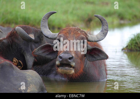 Asiatische Wasserbüffel, wilde Wasserbüffel, Carabao (Bubalus beispielsweise, Bubalus Arnee), zwei Büffel im Wasser, Sri Lanka, Yala National Park Stockfoto