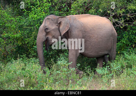 Sri Lanka Elefant, Asiatischer Elefant, Asiatischer Elefant (Elephas Maximus, Elephas Maximus Maximus), auf den Feed, Sri Lanka, Yala-Nationalpark Stockfoto