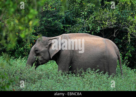 Sri Lanka Elefant, Asiatischer Elefant, Asiatischer Elefant (Elephas Maximus, Elephas Maximus Maximus), stehend auf dem Rasen vor Sträuchern und Fütterung, Sri Lanka, Udawalawe National Park Stockfoto