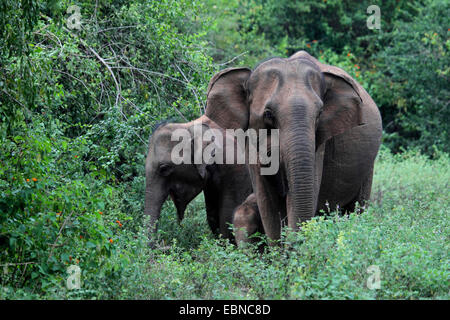 Sri Lanka Elefant, Asiatischer Elefant, Asiatischer Elefant (Elephas Maximus, Elephas Maximus Maximus), Kuh Elefanten stehen mit einem Elefantenbaby im Gebüsch, Sri Lanka, Udawalawe National Park Stockfoto