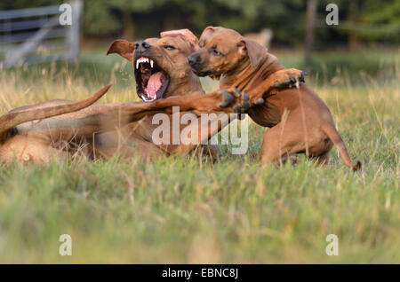 Rhodesian Ridgeback (Canis Lupus F. Familiaris), Welpen toben mit einem männlichen Hund, Deutschland, Nordrhein-Westfalen Stockfoto