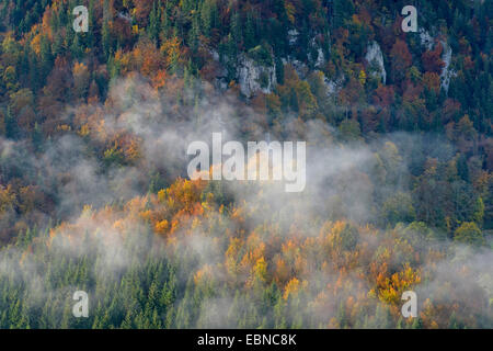 Naturschutzgebiet Stiegelesfels im oberen Donautal im Herbst mit neblige Stimmung, Deutschland, Baden-Württemberg, Schwäbische Alb Stockfoto