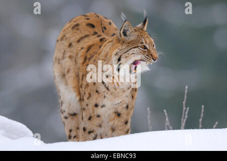 Eurasischer Luchs (Lynx Lynx), männliche im Spätwinter, Deutschland, Bayern Stockfoto