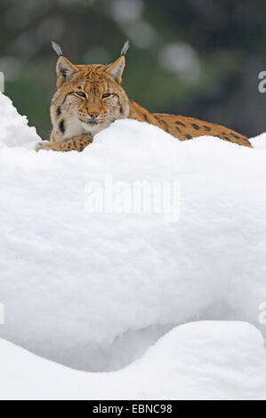 Eurasischer Luchs (Lynx Lynx), männliche im Spätwinter, Deutschland, Bayern Stockfoto