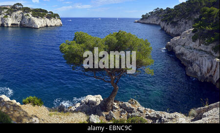 Aleppo-Kiefer (Pinus Halepensis), an felsigen Küste, Frankreich, Provence, Calanques Nationalpark Stockfoto