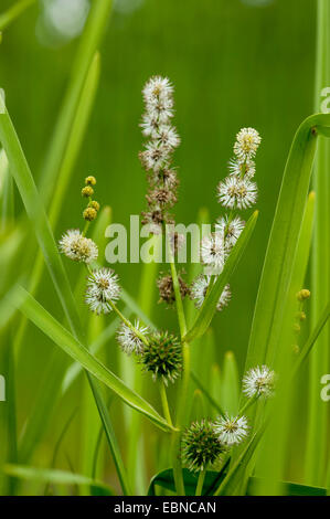 Verzweigte Burreed, exotische Bur Reed Sparganium Erectum, exotische Bur-Reed, einfach-Stem Burr-Reed, Simplestem Bur-Reed (Sparganium Erectum), Blütenstand mit männlichen Blüten, Deutschland Stockfoto