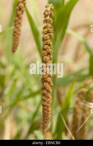 Bristlegrass, Ebenen Borste Grass, Ebenen Bristlegrass, Bachbett Borste Grass, Bachbett Bristlegrass, gelbe Bristlegrass, gelbe Foxtail (Setaria Italica), Rispe Stockfoto