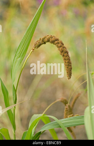 Bristlegrass, Ebenen Borste Grass, Ebenen Bristlegrass, Bachbett Borste Grass, Bachbett Bristlegrass, gelbe Bristlegrass, gelbe Foxtail (Setaria Italica), Rispe Stockfoto