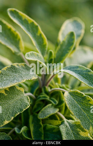 gemeinsame, Küche Salbei (Salvia Officinalis 'Aurea', Salvia Officinalis Aurea), Salbeiblätter Sorte Aurea Stockfoto