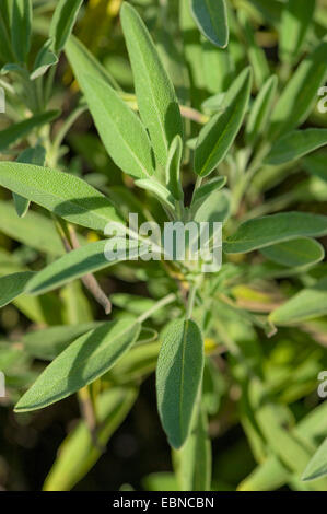 gemeinsamen Salbei, Küche Salbei (Salvia Officinalis), Blätter Stockfoto