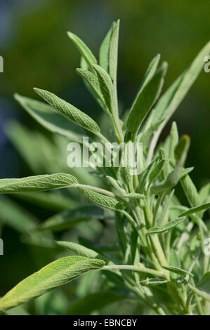 gemeinsamen Salbei, Küche Salbei (Salvia Officinalis), Blätter Stockfoto