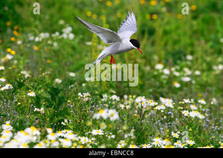 Küstenseeschwalbe (Sterna Paradisaea), Landung auf einer blühenden Wiese, Vereinigtes Königreich, England, Farne Islands Stockfoto