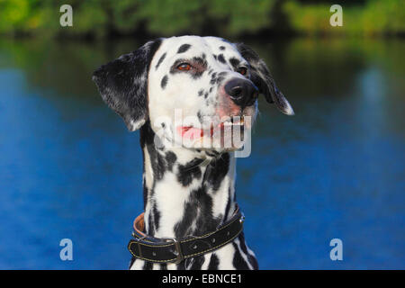 Dalmatiner (Canis Lupus F. Familiaris), Dalmatiner am Ufer Stockfoto