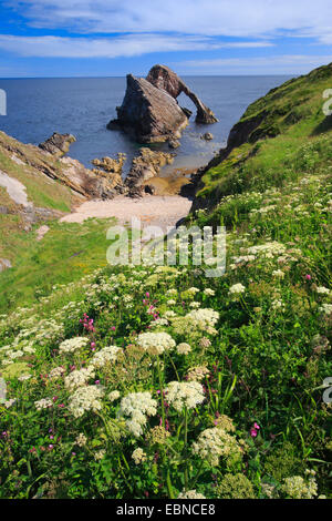 Bogen Geige Felsen an der Küste, Großbritannien, Schottland Stockfoto