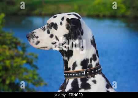 Dalmatiner (Canis Lupus F. Familiaris), Dalmatiner am Ufer Stockfoto