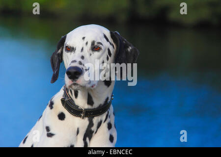 Dalmatiner (Canis Lupus F. Familiaris), Dalmatiner am Ufer Stockfoto