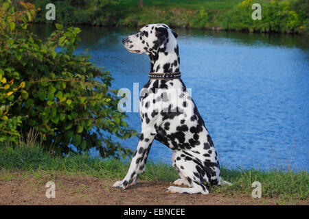 Dalmatiner (Canis Lupus F. Familiaris), Dalmatiner am Ufer Stockfoto