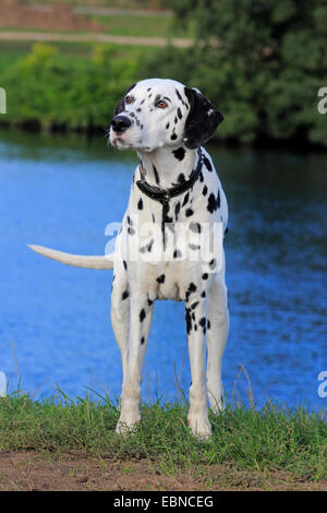 Dalmatiner (Canis Lupus F. Familiaris), Dalmatiner am Ufer Stockfoto