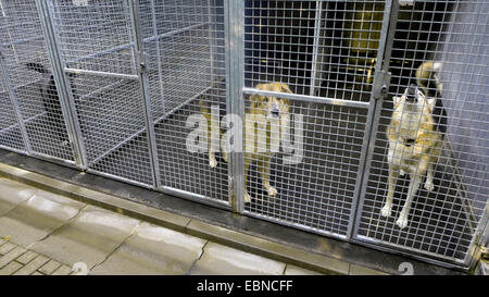 Haushund (Canis Lupus F. Familiaris), Hunde in einem Zwinger ein Tierheim, Deutschland Stockfoto