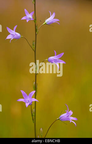 Campanula Rapunculus (Campanula Rapunculus), Blütenstand, Deutschland, Rheinland-Pfalz Stockfoto