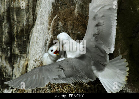 Schwarz-legged Kittiwake (Rissa Tridactyla, Larus Tridactyla), kämpfen am Brutplatz, Farne Islands, Northumberland, England, Vereinigtes Königreich Stockfoto