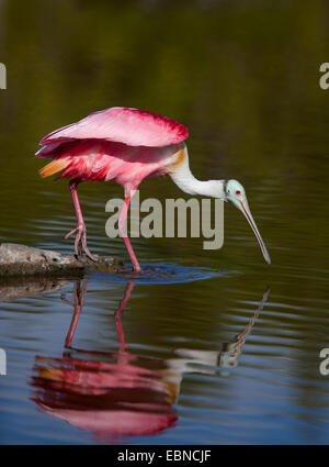 ROSIGE Löffler (Platalea Ajaja) Everglades National Park, Florida, USA. Stockfoto