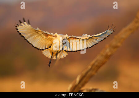 Sacred Ibis (Threskiornis Aethiopicus), Ibis, um land, Südafrika, Pilanesberg National Park nach einem toten Baum fliegen Stockfoto