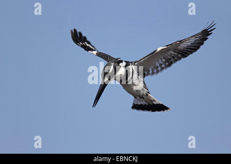 geringerem Trauerschnäpper Eisvogel (Ceryle Rudis), männliche schwebt in der Luft und auf der Suche für Beute, Südafrika, Pilanesberg National Park Stockfoto