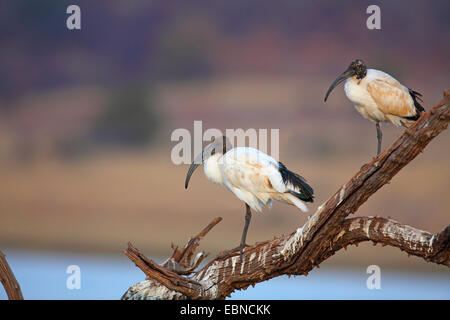 Sacred Ibis (Threskiornis Aethiopicus), zwei Ibisse, stehend auf einem abgestorbenen Baum, Südafrika, Pilanesberg Nationalpark Stockfoto