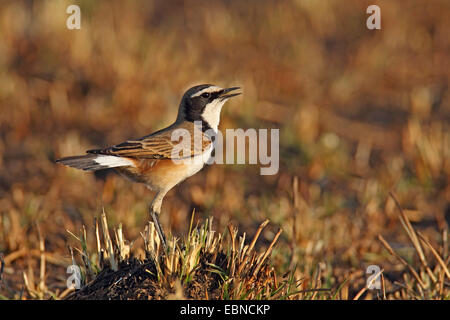 Angeschnittene Ärmel Steinschmätzer (Oenanthe Pileata), Männlich, singen, Südafrika, Pilanesberg Nationalpark Stockfoto