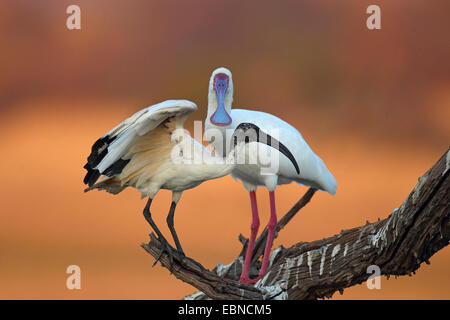 Sacred Ibis (Threskiornis Aethiopicus), Ibis und afrikanischer Löffler stehend auf einem abgestorbenen Baum, Südafrika, Pilanesberg Nationalpark Stockfoto