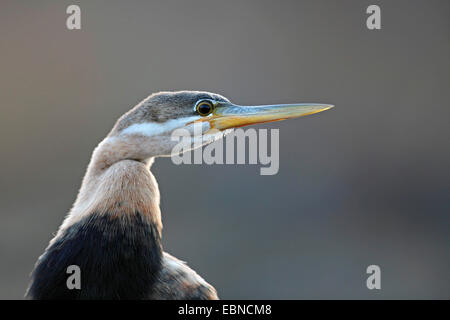 Afrikanische Darter (Anhinga Rufa), Kopf-Porträt, juvenile Gefieder, Südafrika, Pilanesberg Nationalpark Stockfoto