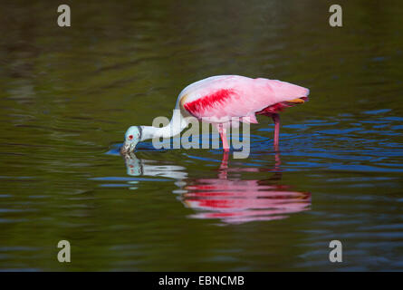 ROSIGE Löffler (Platalea Ajaja) Fütterung, Everglades-Nationalpark, Florida, USA. Stockfoto