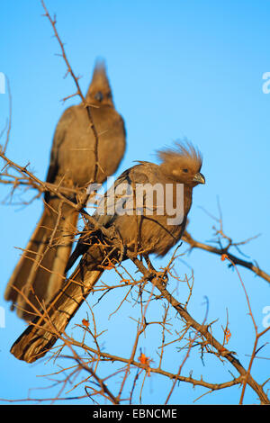 Go-away Vogel (Corythaixoides Concolor), zwei Vögel sitzen auf einem Busch, Südafrika, Pilanesberg National Park Stockfoto