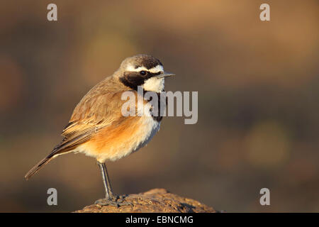 Angeschnittene Ärmel Steinschmätzer (Oenanthe Pileata), stehend auf einer Termite Hill, Südafrika, Pilanesberg National Park Stockfoto