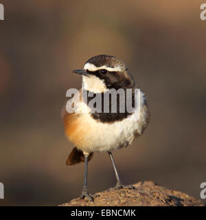 Angeschnittene Ärmel Steinschmätzer (Oenanthe Pileata), stehend auf einer Termite Hill, Südafrika, Pilanesberg National Park Stockfoto