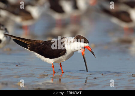 Schwarz-Skimmer (Rynchops Niger), stehend mit offener Rechnung an der Küste, USA, Florida Stockfoto