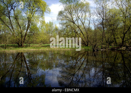 Fluss-Überschwemmungsgebiet des Flusses Sieg im Frühling, Deutschland, Nordrhein-Westfalen, Bergisches Land Stockfoto