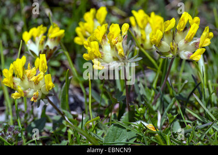 Niere Wicke (Anthyllis Vulneraria SSP. Alpestris), blühend, Österreich, Kärnten, Dobratsch Stockfoto