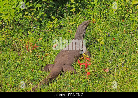 Bengal-Monitor, indische Monitor, gemeinsamen Monitor (Varanus Bengalensis), in einer Wiese, Sri Lanka, Yala-Nationalpark Stockfoto