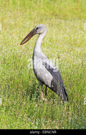 Asiatischen Open-Rechnung Storch (Anastomus Oscitans), stehend in einer Wiese, Sri Lanka, Yala-Nationalpark Stockfoto