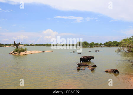Asiatische Wasserbüffel, wilde Wasserbüffel, Carabao (Bubalus beispielsweise, Bubalus Arnee) Herde Büffel Baden, Sri Lanka, Yala-Nationalpark Stockfoto
