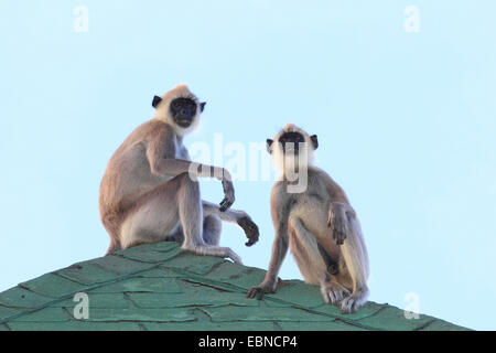 Getuftet grauen Languren (Semnopithecus Priamos), zwei graue Languren sitzen auf einem Dach, Sri Lanka, Yala-Nationalpark Stockfoto