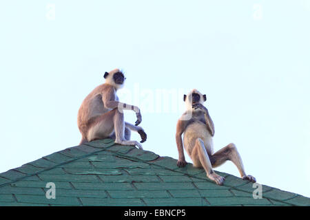 Getuftet grauen Languren (Semnopithecus Priamos), zwei graue Languren sitzen auf einem Dach, Sri Lanka, Yala-Nationalpark Stockfoto