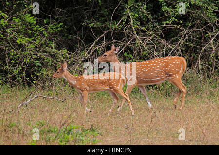 entdeckt Rehe, Axishirsche, chital (Axis Axis, Cervus Achse), weiblich mit Rehkitz, Sri Lanka, Yala National Park Stockfoto