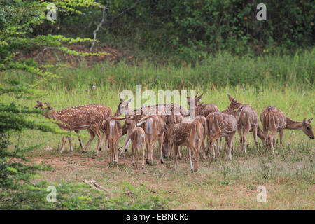 beschmutzte Rotwild, Herde Axishirsche, chital (Axis Axis, Cervus Achse), Hirsche, Sri Lanka Stockfoto