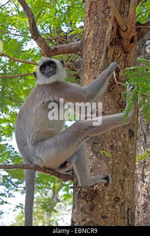 Getuftet grauen Languren (Semnopithecus Priamos), sitzt auf einem Baum, Sri Lanka, Yala-Nationalpark Stockfoto