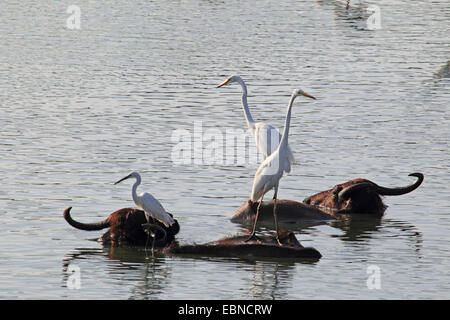 Asiatische Wasserbüffel, wilde Wasserbüffel, Carabao (Bubalus beispielsweise, Bubalus Arnee), zwei wilde Wasserbüffel in einem Fluss mit weißen Reiher auf ihren Rücken, Sri Lanka, Yala-Nationalpark Stockfoto