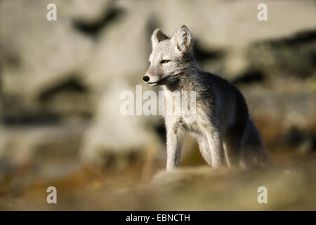 Polarfuchs, Polarfuchs (Alopex Lagopus, Vulpes Lagopus), hellgrau juvenile, Norwegen, Oppdal Stockfoto